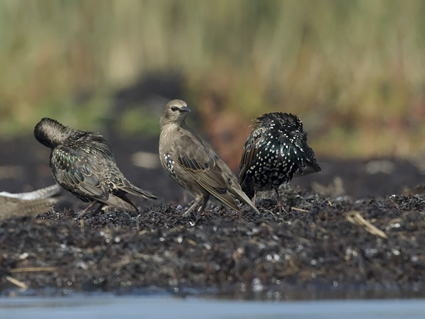 Kottarainen, Common Starling, Sturnus vulgaris